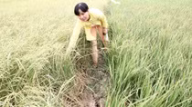 Vĩnh Long công bố thiên tai hạn mặn