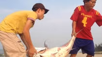 Ngư dân Huế phát hiện nhiều loài cá "khủng" tầng đáy dạt vào gần bờ biển