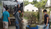 Thủ phủ mai vàng Nhơn An thấp thỏm mùa hoa Tết 