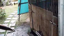 Chích điện con gấu để lấy cánh tay cháu bé 3 tuổi bị gấu cắn