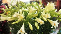 Mùi của tháng tư