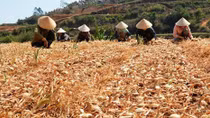 Người dân Lâm Đồng khốn khổ vì hành tây rẻ như bèo
