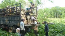 Nông dân chặt bỏ cây cao su vì giá mủ rớt thảm hại