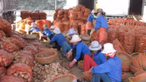 ‘Tuyên chiến’ với nông sản ngoại đội lốt hàng Việt
