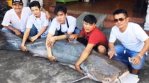 Cá tra dầu nặng hơn 2 tạ trong nhà hàng ở Sài Thành