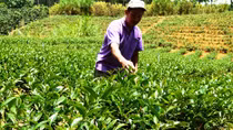 Trà olong gặp nạn, dân trồng hoang mang