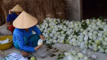 Sau hành tím… giờ đến ổi rớt giá