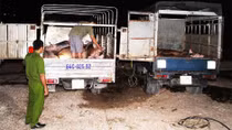Bắt 2 xe chất đầy heo thịt đã bơm nước tăng trọng