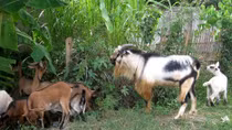 Thuê ôtô đi trộm… dê