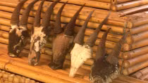 Bi kịch linh dương giác