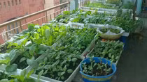 Người tiêu dùng Việt Nam tìm giải pháp “diệt” thực phẩm bẩn