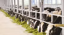 Sữa tươi Vinamilk 100% đứng đầu thị trường Việt Nam
