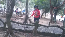 Bảo tồn loài khỉ giữa khu du lịch sinh thái