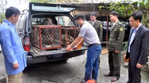 Cứu hộ an toàn 16 con khỉ