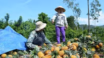 Nông dân Quảng Nam vui mừng vì nông sản sạch được mùa, được giá