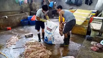 Nửa tấn nội tạng bò ngâm hóa chất chuẩn bị đi tiêu thụ