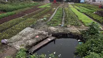 Rau trồng nghĩa địa tràn lan chợ nội thành