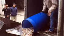 Tiêu hủy 4 tạ mực đông lạnh giá bèo tại chợ Long Biên