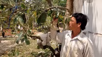 Bán lá mãng cầu xiêm, lợi bất cập hại