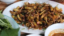 Suýt chết vì món nhậu nhộng ve sầu