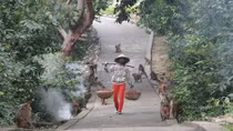 Du xuân diện kiến 'Mỹ hầu vương'