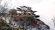 Mùa hoa đỗ quyên trên nóc nhà Đông Dương