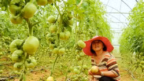 Rau Đà Lạt an toàn gần tuyệt đối