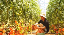 Hai anh em 9X kiếm tiền tỷ nhờ làm rau sạch