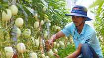 Kiếm gần 100 triệu mỗi tháng nhờ trồng dưa pepino