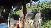 Bí ẩn rừng Ma-sát