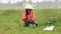 Nông dân điêu đứng vì phải bán rau sạch với giá rẻ