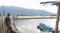 Tháo gỡ khó khăn cho ngành nuôi trồng thủy sản
