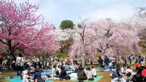 Lễ hội Hanami tại Đà Nẵng - một không gian đậm chất Nhật Bản