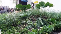 Du khách gặp nạn trong sân bay Tân Sơn Nhất