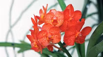 Dấu xưa Nhất Linh