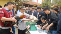 Gà Hồ vào hội thi