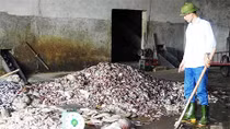 Sau Quảng Bình, cá lại chết bất thường trắng bờ biển Quảng Trị