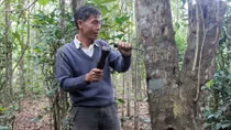 Thu nhập cao nhờ trồng cây dó tạo trầm