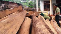 Phát hiện hai vụ vận chuyển gỗ lậu với số lượng lớn