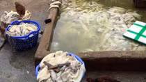 Kinh hãi phát hiện hơn 200kg mực phân hủy