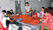 Nông dân đồng bằng sông Cửu Long liên kết vươn lên làm giàu
