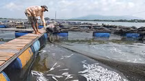 12 doanh nghiệp gây ô nhiễm trên sông Chà Và đã ngừng hoạt động