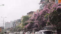 Ngắm hoa bằng lăng nhuộm tím Hà Thành