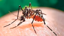 Bệnh do virus Zika đã lây lan ra 36 nước