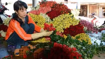 Đà Lạt "khát" hoa trước Ngày lễ Tình nhân