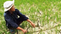 Không để đói và bùng phát dịch bệnh do hạn hán
