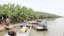 Gỡ khó cho Nông trường Sông Hậu
