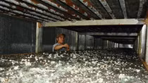 Đôi vợ chồng Việt kiều đem triệu đô la về Việt Nam trồng nấm mỡ