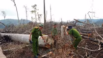 Vụ hàng ngàn ha rừng ở Đắk Nông bị tàn phá: Chưa ai bị xử lý trách nhiệm