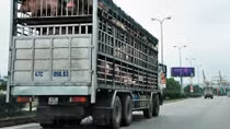 Cảnh báo về việc xuất khẩu lợn sống sang Trung Quốc